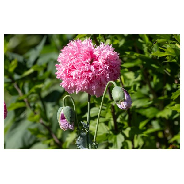 PHOTO84, CLUB, 84 , LUBERON